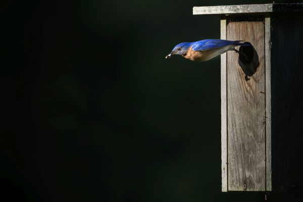 Bird Photography Competition