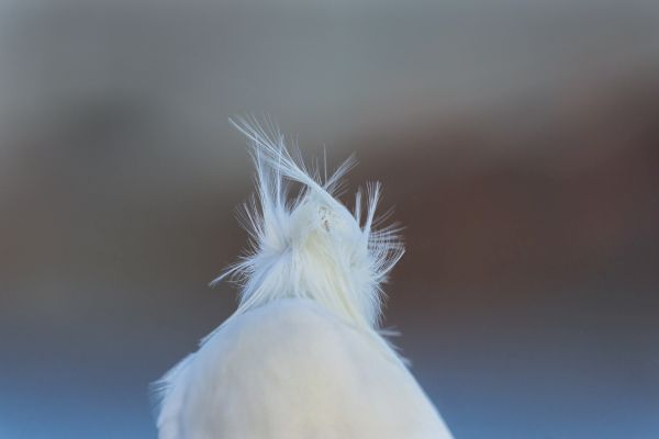 Bird Photography Competition