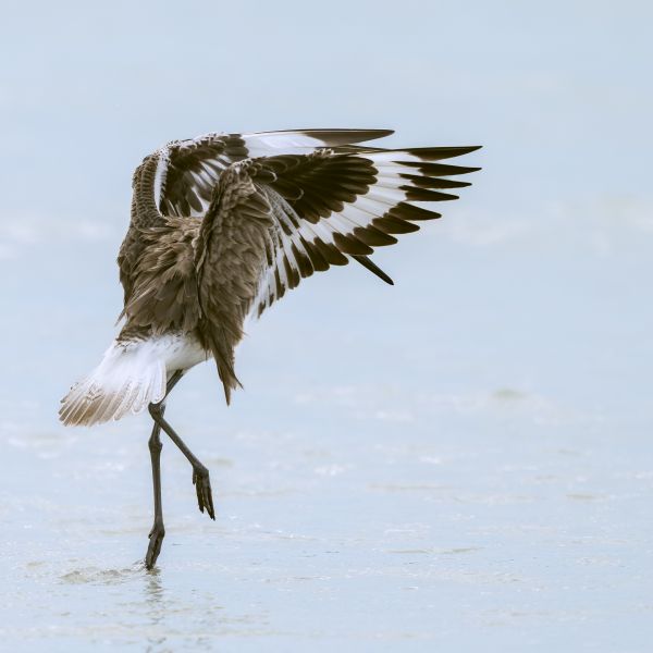 Bird Photography Competition