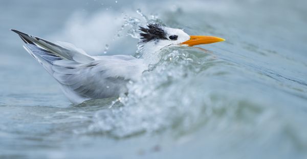 Bird Photography Competition