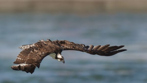 Bird Photography Competition