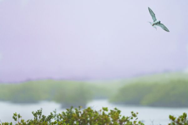 Bird Photography Competition