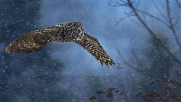 Bird Photography Competition