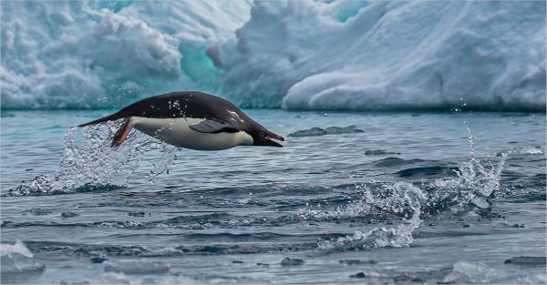 Bird Photography Competition