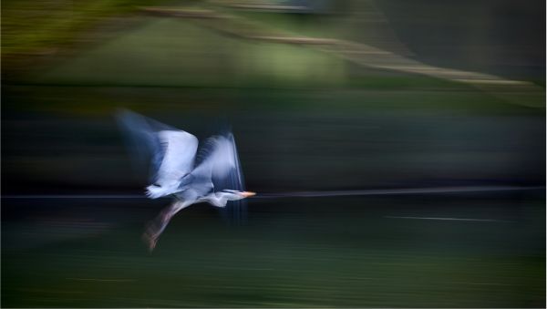 Bird Photography Competition