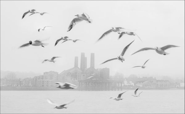 Bird Photography Competition