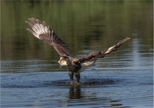 Bird Photography Competition