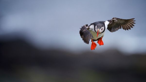 Bird Photography Competition