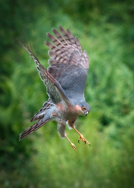 Bird Photography Competition
