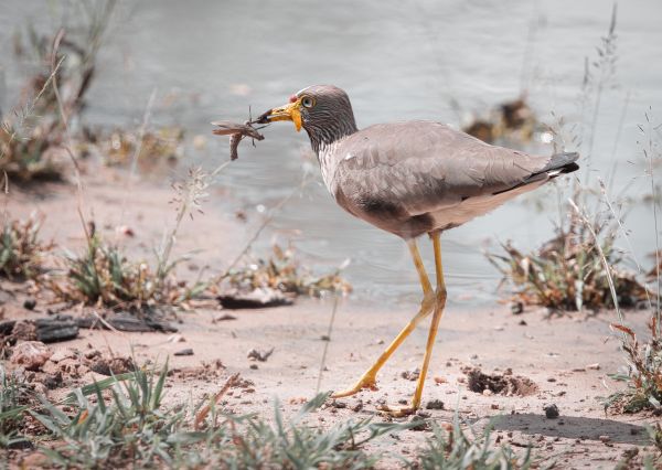Bird Photography Competition