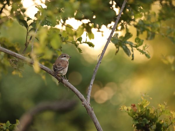 Bird Photography Competition