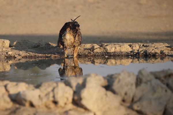 Bird Photography Competition