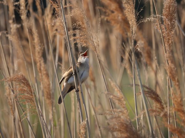 Bird Photography Competition