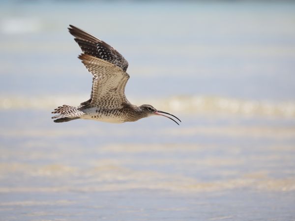 Bird Photography Competition