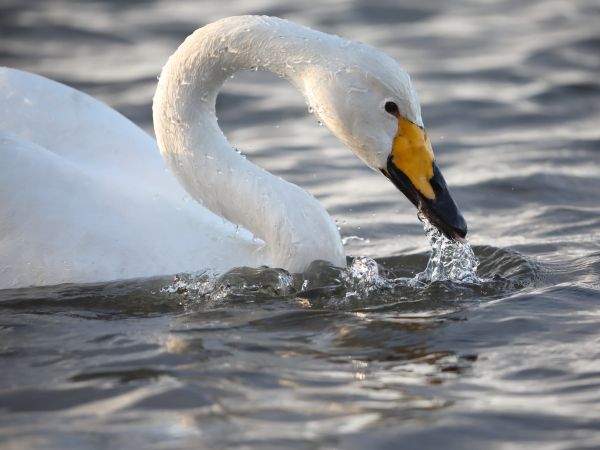 Bird Photography Competition
