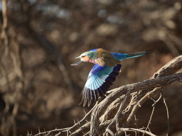 Bird Photography Competition