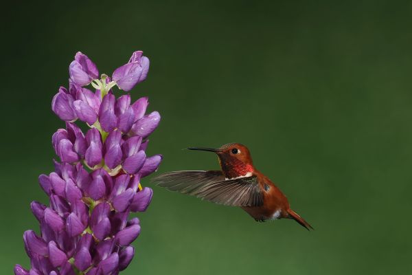 Bird Photography Competition