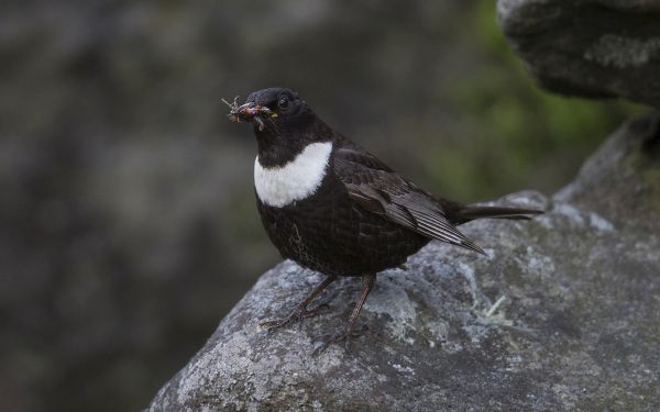 Bird Photography Competition