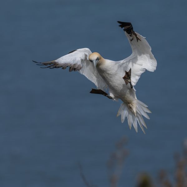 Bird Photography Competition