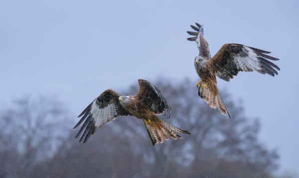 Bird Photography Competition