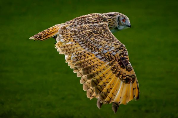 Bird Photography Competition