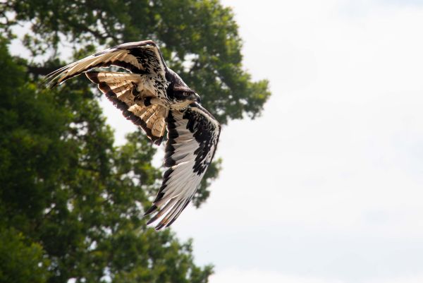 Bird Photography Competition