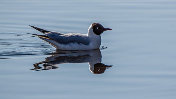 Bird Photography Competition