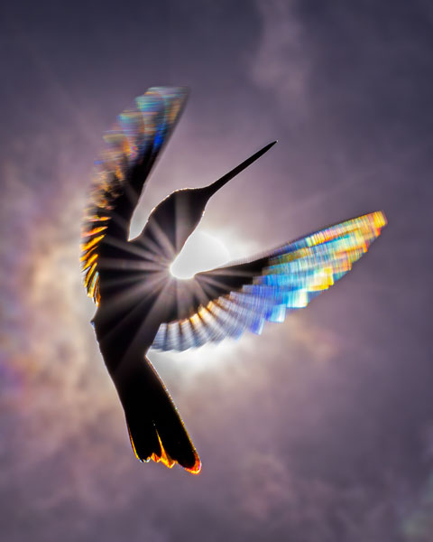 Bird Photography Competition