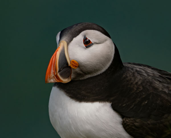 Bird Photography Competition