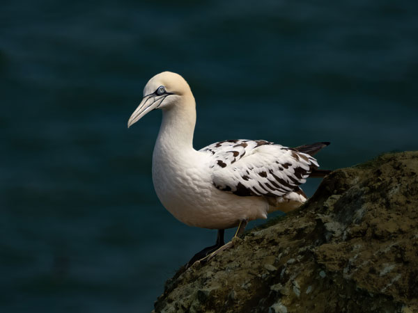 Bird Photography Competition