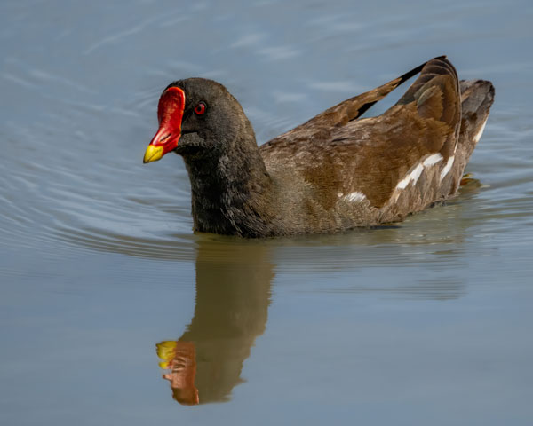 Bird Photography Competition