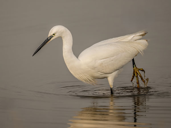 Bird Photography Competition