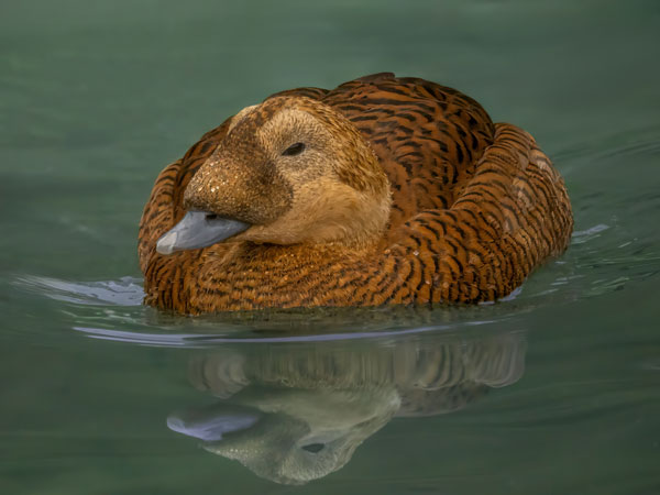 Bird Photography Competition