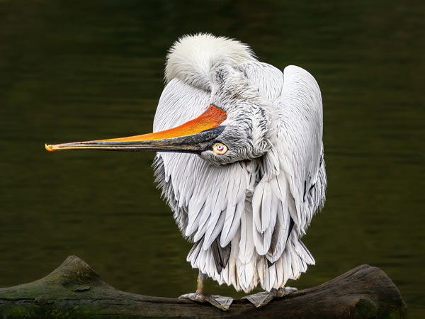 Bird Photography Competition
