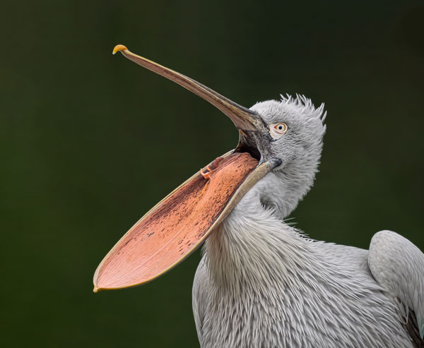 Bird Photography Competition