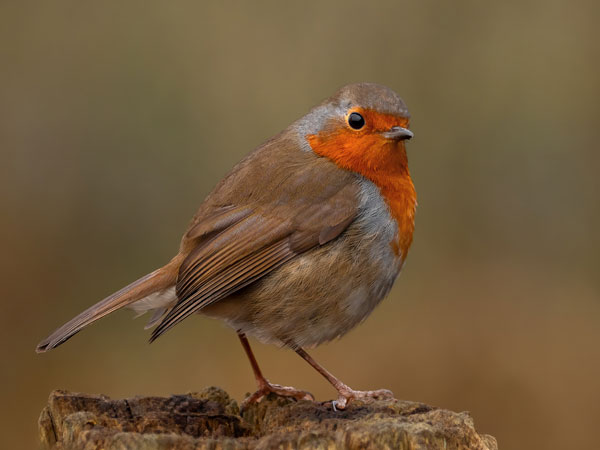 Bird Photography Competition