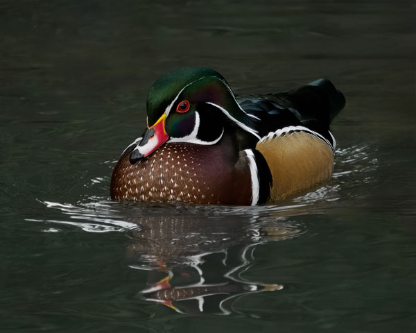 Bird Photography Competition