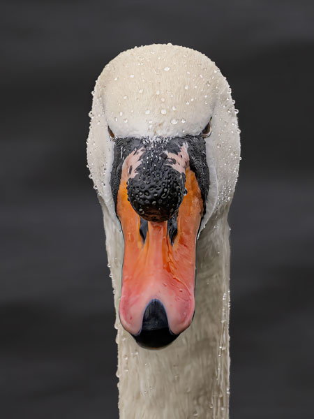 Bird Photography Competition