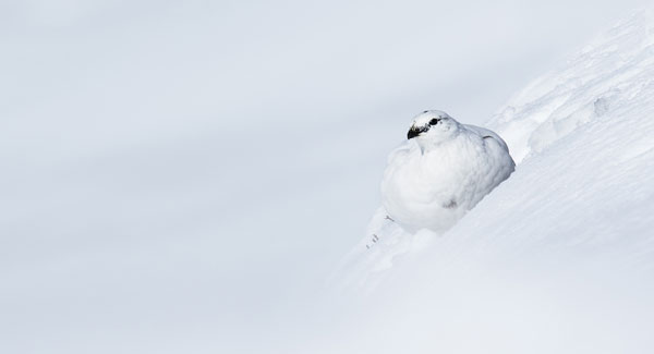 Bird Photography Competition