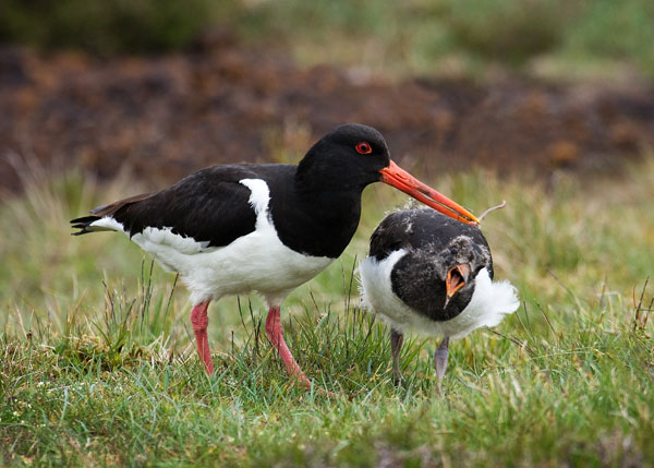 Bird Photography Competition