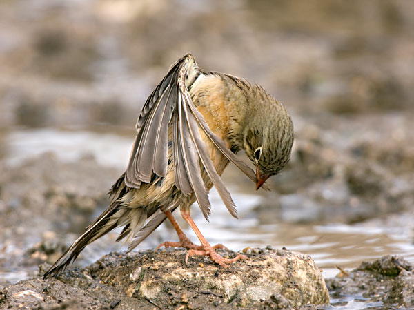 Bird Photography Competition