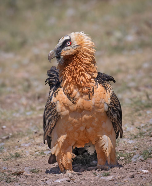 Bird Photography Competition