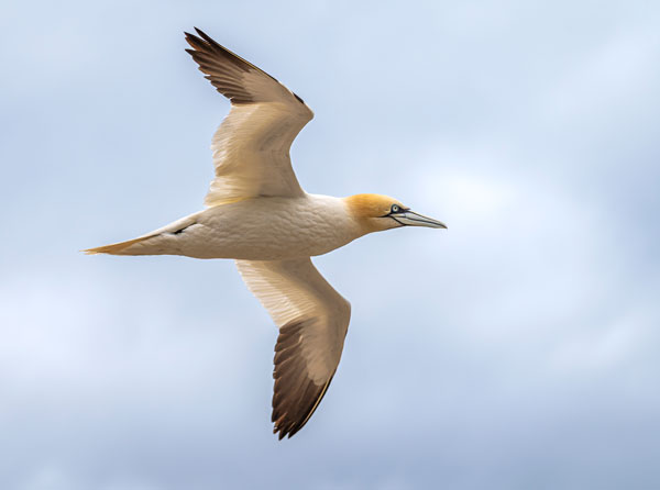 Bird Photography Competition