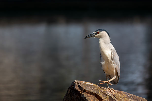 Bird Photography Competition