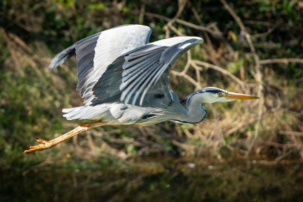 Bird Photography Competition