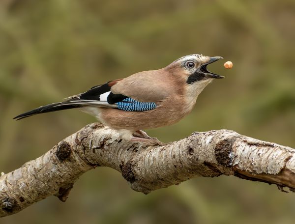 Bird Photography Competition