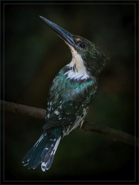 Bird Photography Competition