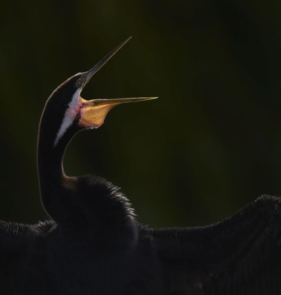 Bird Photography Competition