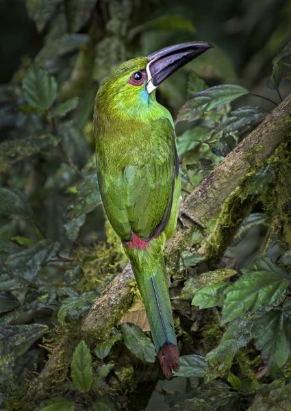 Bird Photography Competition