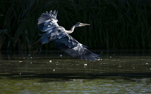 Bird Photography Competition
